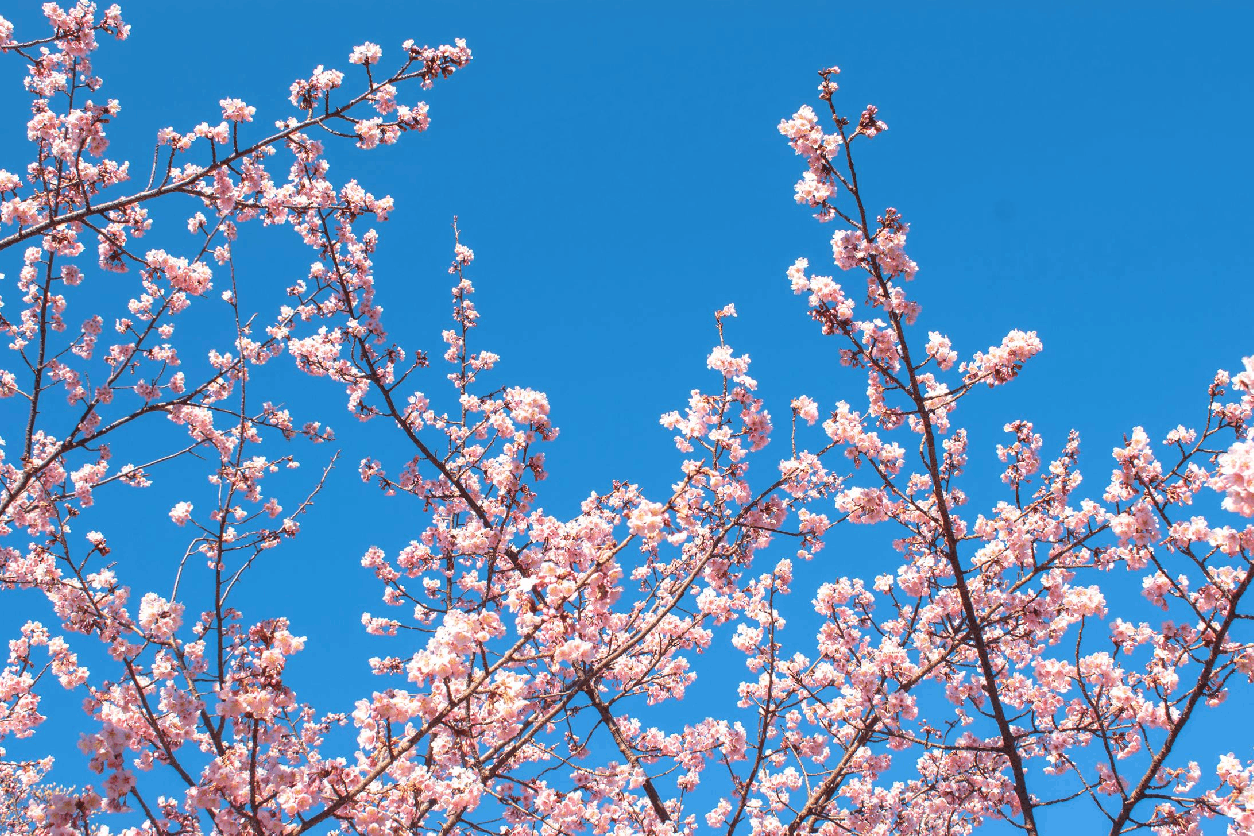 Kiraz Bahçeleri ve Dönüş (Pazar)
