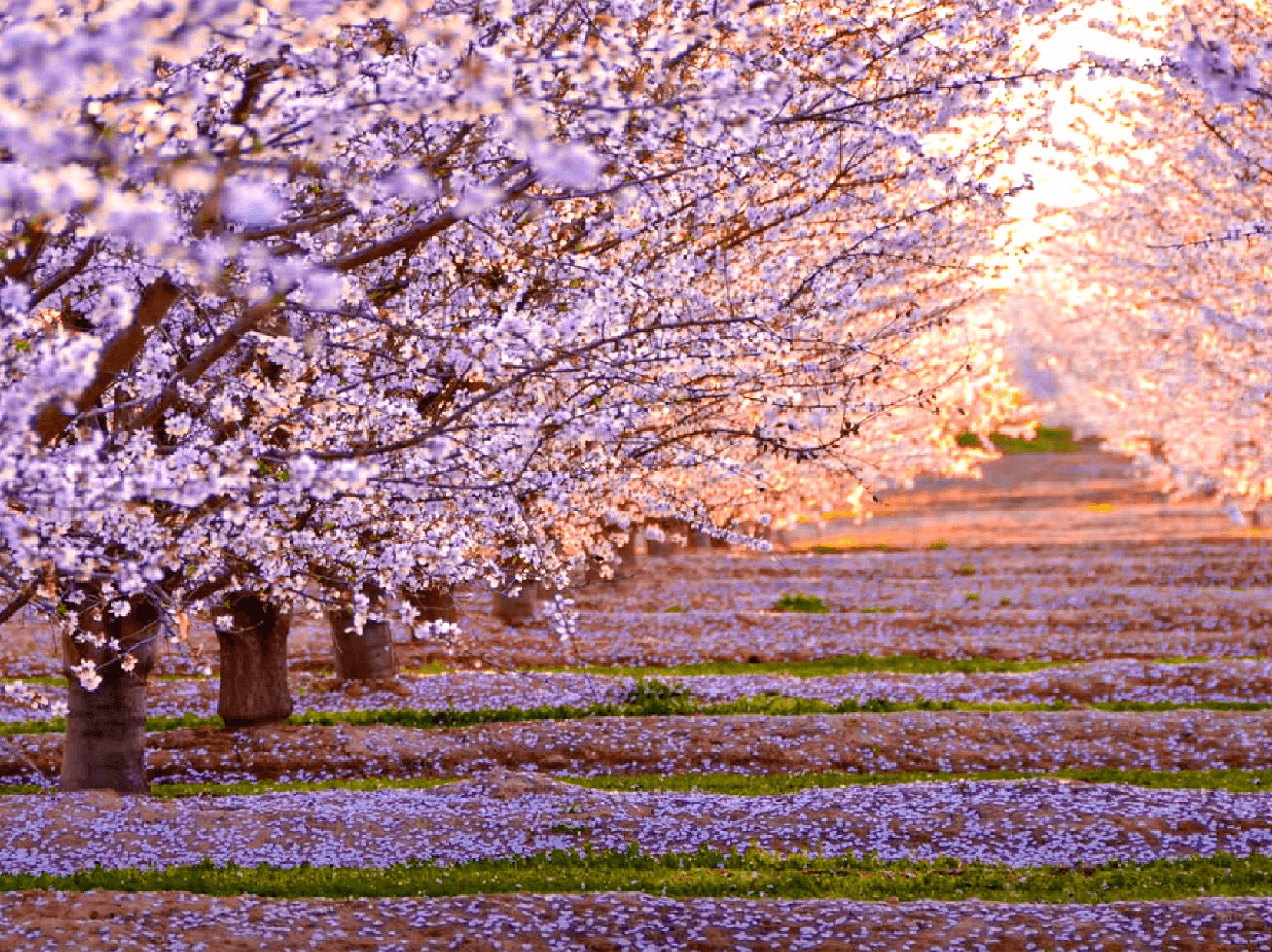 1 Gece Konaklamalı Sakura Bahçeleri